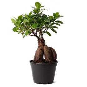 American Plant Exchange 850030258823 Ficus Ginseng Microcarpa Easy Care 4 Year Old Bonsai Tre