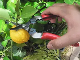 Hp-310 Ars 965280660008 Curved Blade Fruit Pruner #2