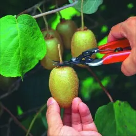 Hp-310 Ars 965280660008 Curved Blade Fruit Pruner #3