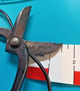 Brand Name Stamped On The Metal. 6.5&quot Vintage Japanese Bonsai Tree Pruning Scissors 6.5 Inch #3