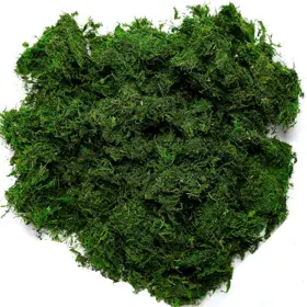 Byher-92926-h Byher 92926 Preserved Forest Moss Fresh Green 16oz