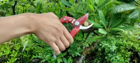 Ps-8plus-r Chikamasa 967645130973 Professional Pruning Shears For Horticulture And Flowers #2