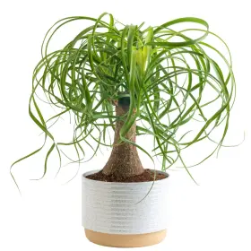 Costa Farms 022532241744 Ponytail Palm Bonsai Easy To Grow Live Indoor Plant In Indoors Ga