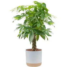 Costa Farms 022532439462 Money Tree Live Plant Easy To Grow Houseplant Potted In Indoor Ga
