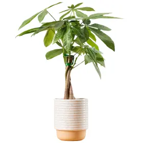 Costa Farms 022532712329 Money Tree Easy Care Indoor Plant Live Houseplant In Ceramic Planter Pot B