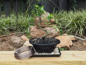Grow A Bonsai Tree 646223604115 Anodized Aluminum 3.0mm Training Wire 250g Large Roll 40 Feet #3