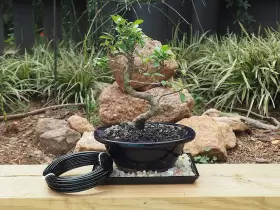 Grow A Bonsai Tree 646223604191 Anodized Aluminum 4.0mm Training Wire 250g Large Roll 23 Feet Choose Yo #3