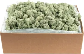 21792 Supermoss Reindeer Moss Soft Appx. 10 Lb Bulk Case Green