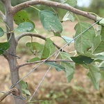 Wlsanx Fruit Tree Branch Spreader 50PCS,16 Inch Limb Bran.... Fixed Price $22.40.