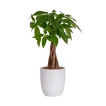 Costa Farms Money Tree, Easy Care Indoor Plant, Live Houseplant Modern Dec.... Fixed Price $73.22.