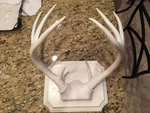 Taxidermy Deer Shed Spreader Kit Horns Mountain Natural New. Fixed Price $29.60.
