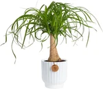 Costa Farms Ponytail Palm Live Plant Decorative Pot, Easy To Maintain Indoor. Fixed Price $73.59.