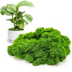 Aspamms Fake Green Moss For Potted Plants Indoor, 5.3OZ Light. Fixed Price $7.14.