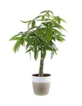 Costa Farms Money Tree, Easy Care Live Indoor Decor Planter, Unique .... Fixed Price $108.92.