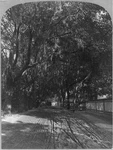 Sunshine & Shadow, King Street, Saint Augustine, Florida, 1886, Wagon Wheel. Fixed Price $9.99.