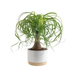 Costa Farms Ponytail Palm Bonsai, Easy To Grow Live Plant Indoors G.... Fixed Price $80.05.