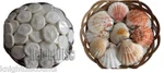 Sand Dollars & Sea Shells In 6" Wicker Basket Biscuit - Wholesale Lot New!. Fixed Price $14.99.