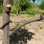Wlsanx Fruit Tree Limb Spreader 20PCS, 7 Inch Branch Puller,new .... Fixed Price $27.79.
