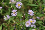Purple Stemmed Aster Plug-grown Seedlings (5-PACK). Fixed Price $11.00.
