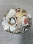 Sea Shells 14 Oz Basket Nautical Beach Shore Decor Craft Clam Conch. Fixed Price $10.00.