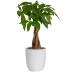 Indoor Live Houseplant Ceramic Planter Pot Easy Care Costa Farms. Fixed Price $49.85.