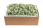 Supermoss (21792) Reindeer Preserved, Green, 10LBS. Fixed Price $338.53.