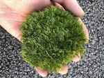Preserved Pole Moss Pillow Bun Cushion Natural Green Decorative Real. Fixed Price $19.99.