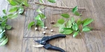 Vintage Craftsman Bypass Pruner 71-85010 Working Well. Sears Best. Fixed Price $17.95.