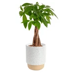 Costa Farms Money Tree Pachira Aquatica Live Indoor Bonsaistyle Plant, 1216 I.... Fixed Price $77.73.