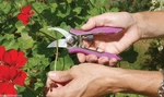 Dramm Stainless Steel Compact Garden Pruner W/ Berry Handles Model 18016. Fixed Price $15.96.