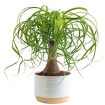 Costa Farms Ponytail Palm Bonsai, Easy To Grow Live Plant Indoors G.... Fixed Price $93.38.